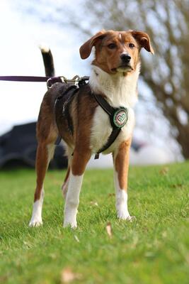 Belana, Mischling Welpen - Hündin