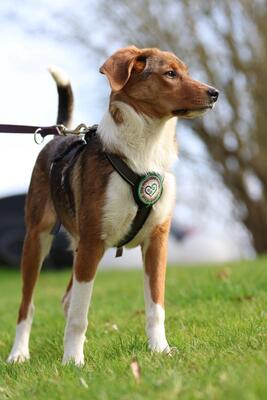 Belana, Mischling Welpen - Hündin