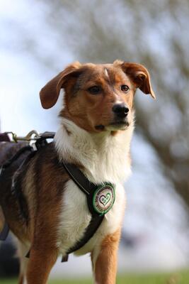 Belana, Mischling Welpen - Hündin