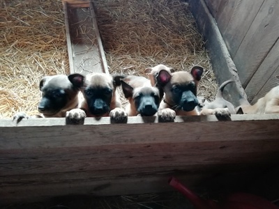 Belgischer Schäferhund Welpen - Hündin