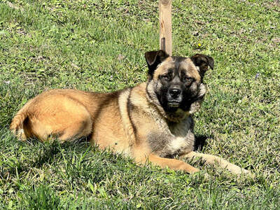 Belgium Giel sehnt sich nach einem dauerhaften Zuhause, Mischling - Hündin
