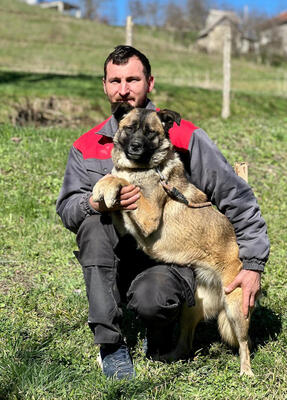 Belgium Girl sehnt sich nach einem dauerhaften Zuhause, Mischling - Hündin