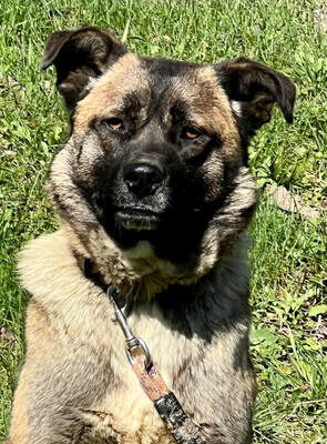 Belgium Girl sehnt sich nach einem dauerhaften Zuhause, Mischling - Hündin