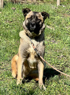 Belgium Girl sehnt sich nach einem dauerhaften Zuhause, Mischling - Hündin