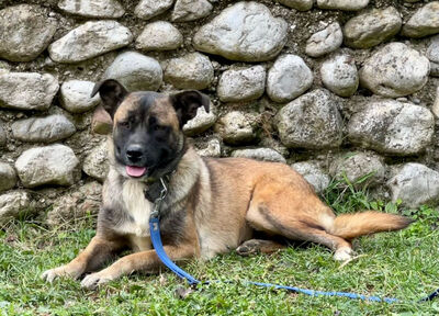 Belgium Girl sehnt sich nach einem dauerhaften Zuhause