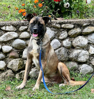Belgium Girl sehnt sich nach einem dauerhaften Zuhause