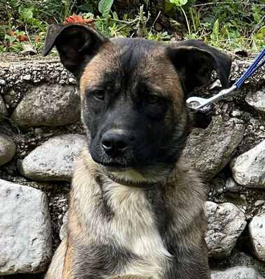 Belgium Girl sehnt sich nach einem dauerhaften Zuhause, Mischling - Hündin