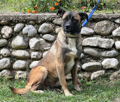 Belgium Girl sehnt sich nach einem dauerhaften Zuhause, Mischling - Hündin