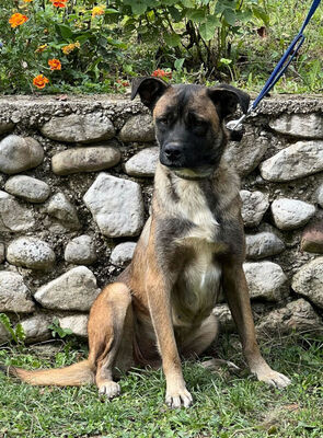 Belgium Girl sehnt sich nach einem dauerhaften Zuhause, Mischling - Hündin