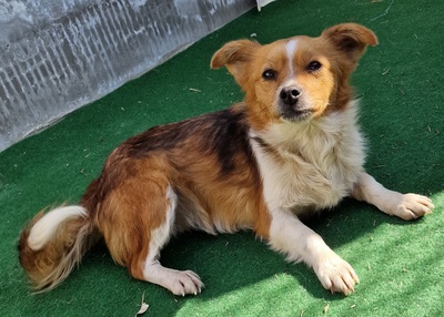 Belina, Mix - Hündin