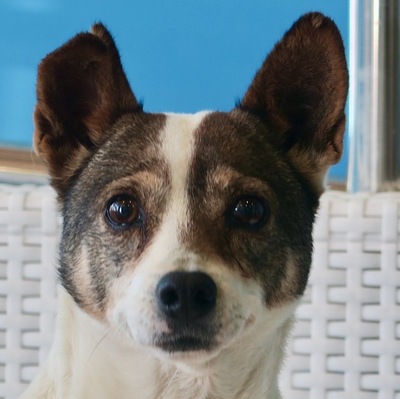 Belinda, Bodeguero Mix - Hündin