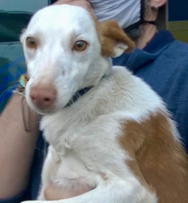 Belinda, Podenco Andaluz - Mix - Hündin