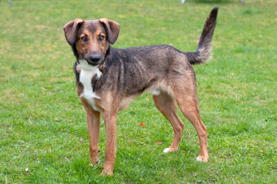 Belko, Mischling - Rüde