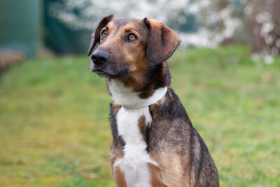 Belko, Mischling - Rüde