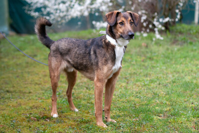 Belko, Mischling - Rüde