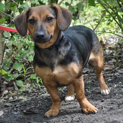 😘 Bell wurde mit ihrer Mama Iza ausgesetzt und gefunden. Bell liebt alle Menschen und Hunde👨‍👨‍👦‍👦🐕‍🦺, Mischlingshündin Welpen - Hündin