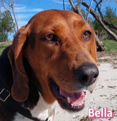 Bella, Bracke - Hündin
