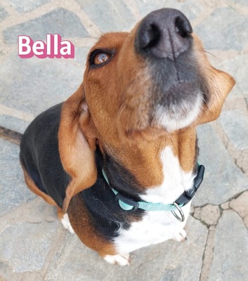 Bella, Bracke - Hündin