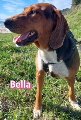Bella, Bracke - Hündin