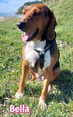 Bella, Bracke - Hündin