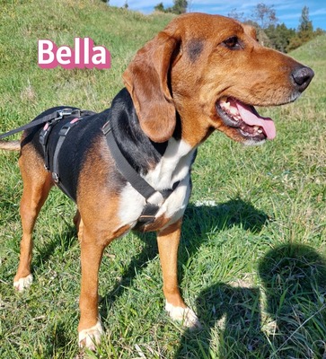 Bella, Bracke - Hündin