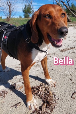 Bella, Bracke - Hündin