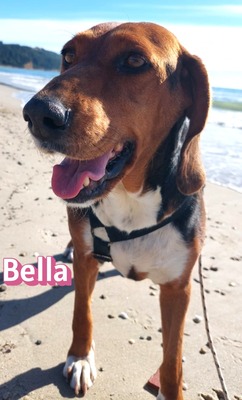 Bella, Bracke - Hündin