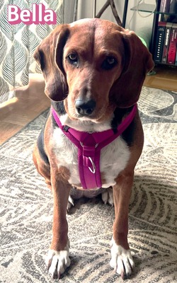 Bella, Bracke - Hündin
