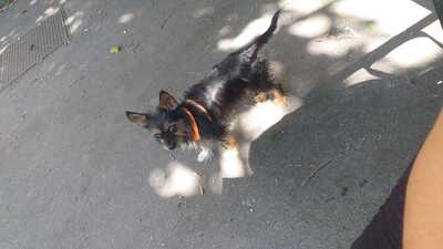 Bella, Chihuahua, Biewer Yorkshire Terrier - Hündin