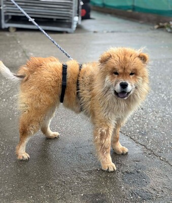 Bella, Chow Chow - Hündin