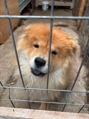 Bella, Chow Chow - Hündin