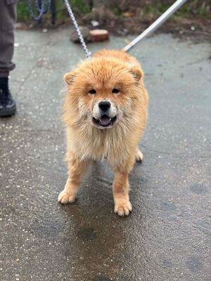Bella, Chow Chow - Hündin