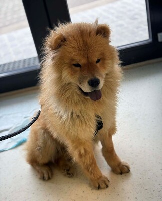 Bella, Chow Chow - Hündin
