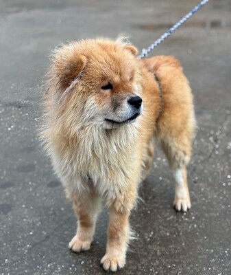 Bella, Chow Chow - Hündin