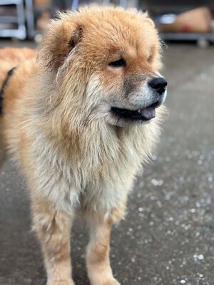Bella, Chow Chow - Hündin