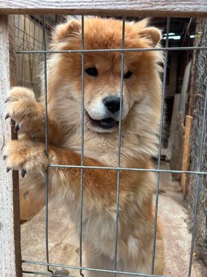 Bella, Chow Chow - Hündin