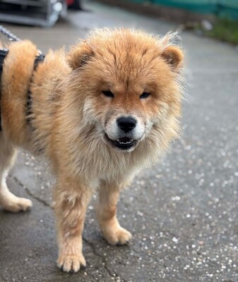 Bella, Chow Chow - Hündin