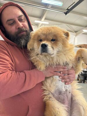 Bella, Chow Chow - Hündin
