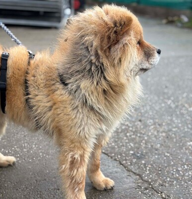 Bella, Chow Chow - Hündin