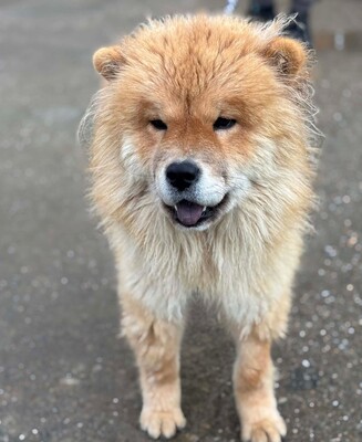Bella, Chow Chow - Hündin