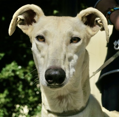 Bella, Galgo Español - Hündin