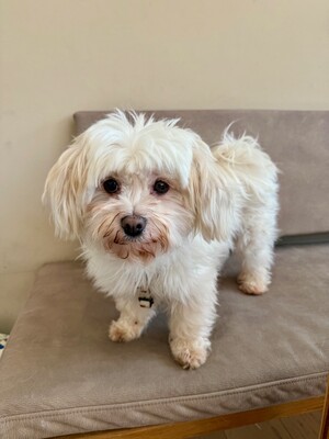 Bella, Malteser - Hündin