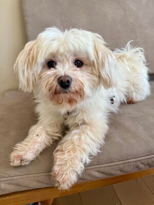 Bella, Malteser - Hündin