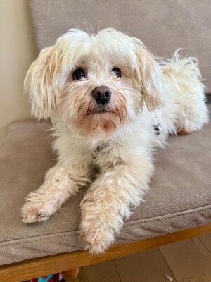 Bella, Malteser - Hündin