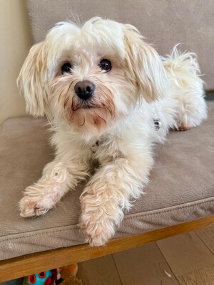 Bella, Malteser - Hündin