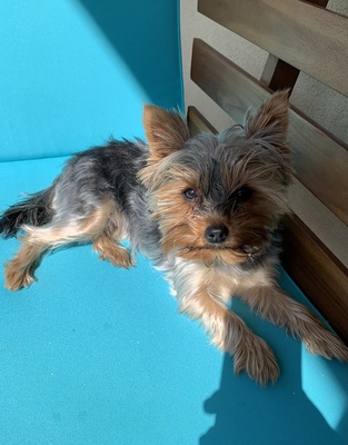 Bella, Mini Yorkshire-Terrier - Hündin