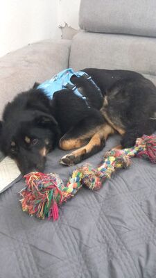 Bella, Mischling - Hündin