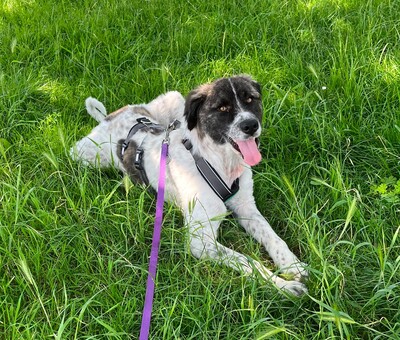 Bella, Mischling - Hündin