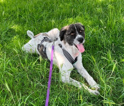 Bella