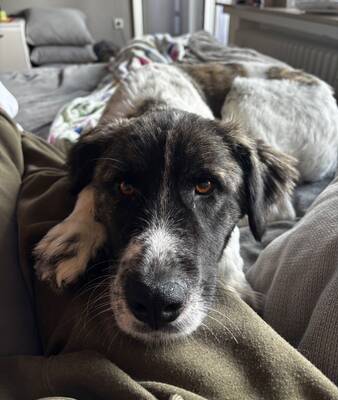 Bella, Mischling - Hündin